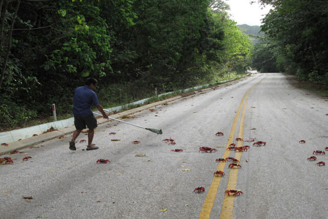 Milhões de caranguejos vermelhos fecharam estradas na Ilha Christmas para migração em massa