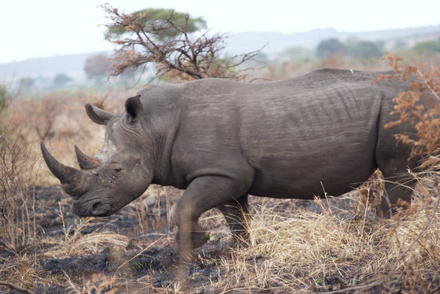 Existe um plano de introduzir 'cópias de segurança' dos rinocerontes na Austrália