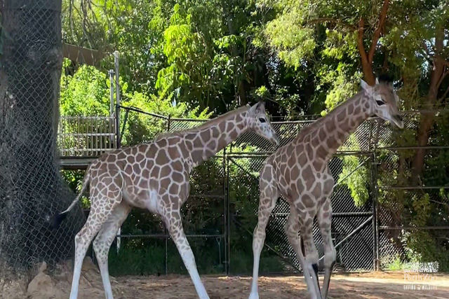 Filhotes de girafas encontram o público pela primeira vez em Perth, Austrália