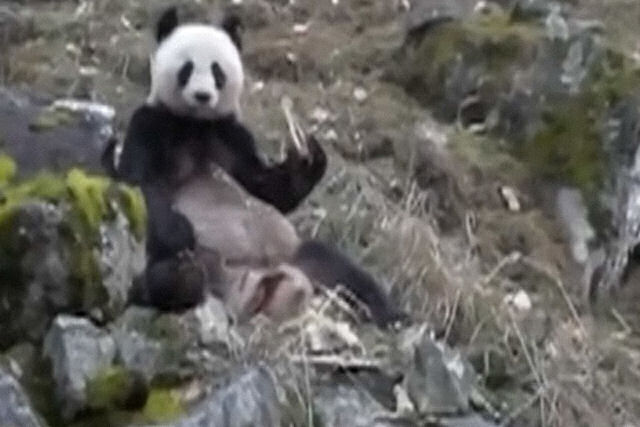 Panda-gigante é gravado comendo carniça em uma reserva natural chinesa