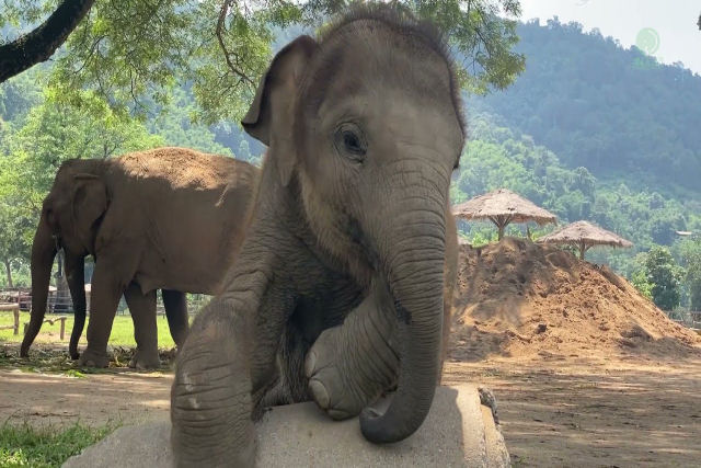 Elefantinha nascida em santuário completa um ano de idade