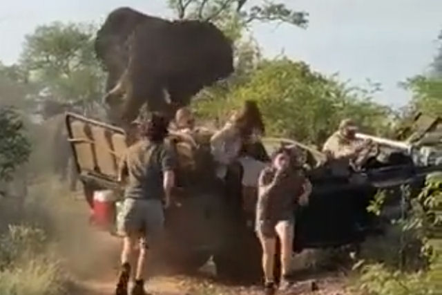 Elefante ataca um carro de safári enquanto os turistas fogem para salvar suas vidas