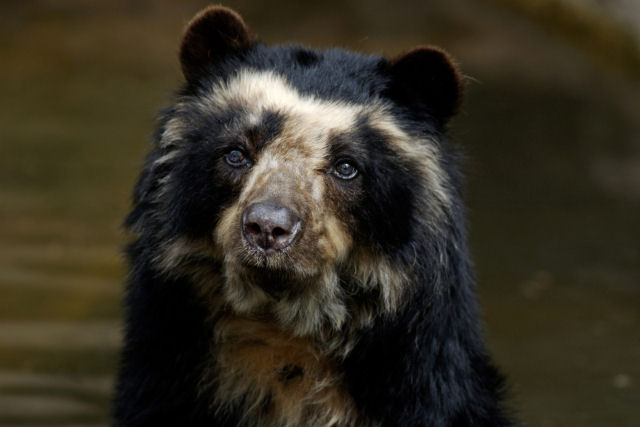 Salvando o urso-de-óculos, a única espécie de urso da América do Sul