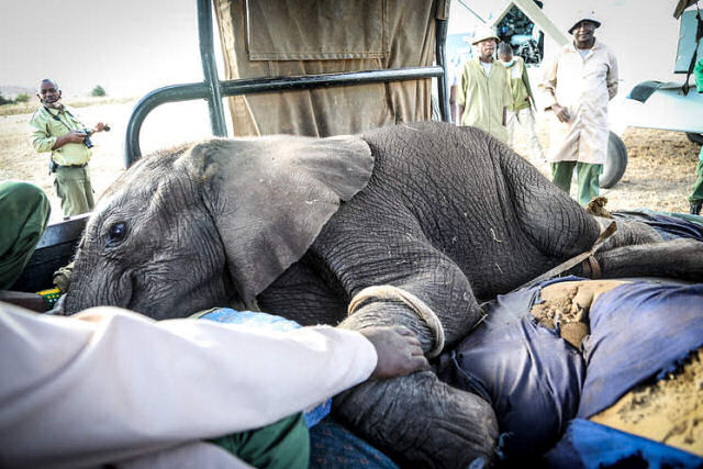 Elefantinho órfão é resgatado por equipe de ONG de proteção animal