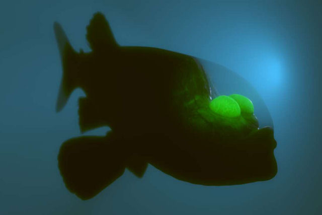 Estranho peixe de cabeça transparente e olhos verdes é avistado novamente