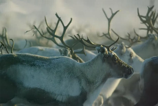 Milhares de renas em uma jornada épica pela Lapônia