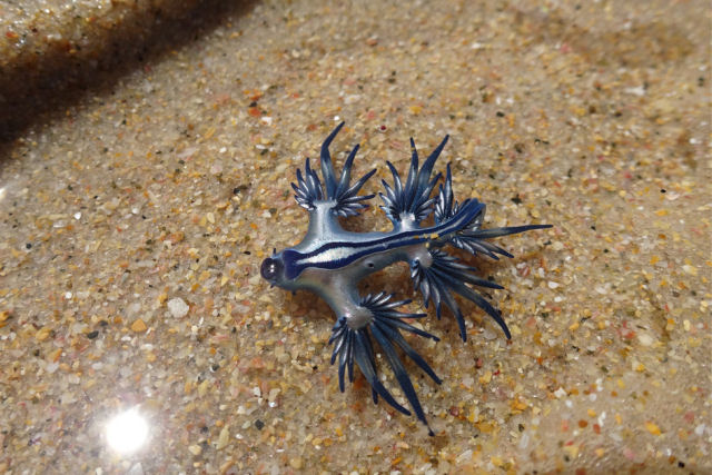 Dragão-azul, a estranha espécie marinha que se alimenta de caravelas-portuguesas