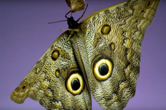 Imagens em câmera lenta documentam borboletas saindo de suas crisálidas e voando