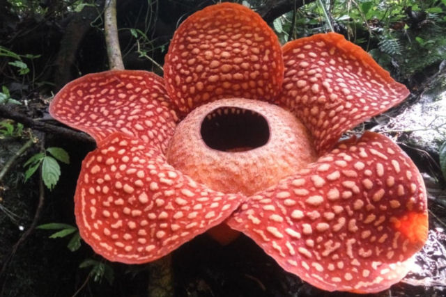 Rafflesia kerrii, a maior e mais fedorenta flor do mundo
