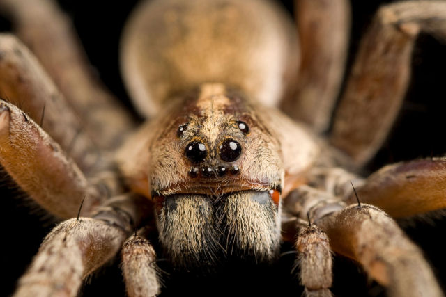 A maior aranha do mundo é tão grande quanto um cãozinho recém-nascido