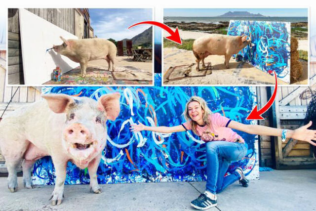 Pigcasso, a reconhecida porca pintora vendeu um quadro por 27.000 dólares