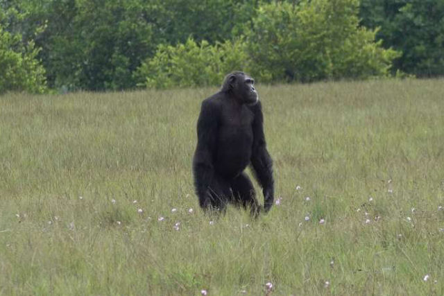 Pela primeira vez chimpanzés foram vistos matando gorilas
