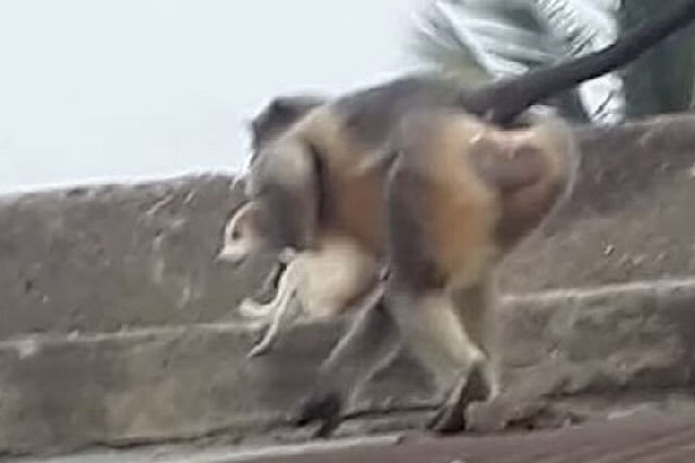 Guerra animal: por 'vingança' grupo de macacos enfurecidos matou 250 cães