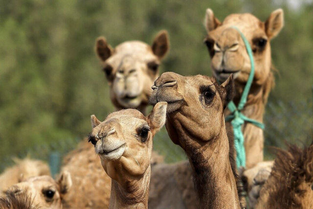 Os camelos realmente armazenam água em suas corcovas?