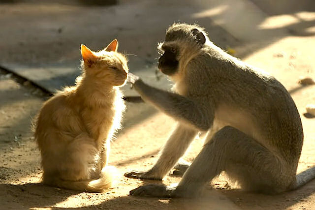 A relação simbiótica entre macacos-vervet resgatados e seus gatos adotados
