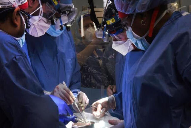 Médicos americanos implantam pela primeira vez um coração de porco em um humano