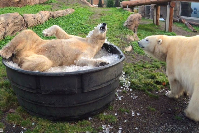 Ursas-polares irmãs rolam alegremente em uma banheira de gelo
