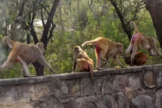 Macacos roubam e afogam um bebê de dois meses em uma caixa-d'água na Índia