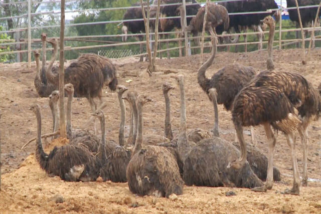 Dezenas de avestruzes invadem as ruas de uma cidade chinesa depois de escapar de uma granja
