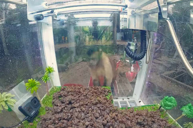 Grupo de macacos descobre como usar uma máquina de garra para conseguir um alimento