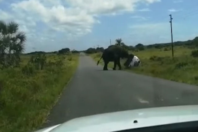 Elefante enfurecido vira um carro com um casal e duas crianças