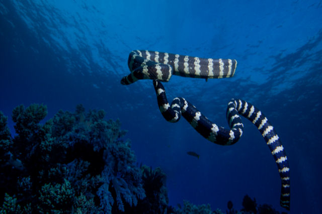 As apanhadoras de cobras marinhas de Okinawa que vão te deixar agoniado