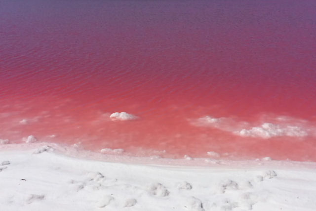 Por que a Austrália tem centenas de lagos cor-de-rosa brilhantes?