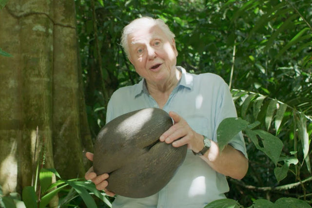 Sir David Attenborough dá uma lição sobre sementes