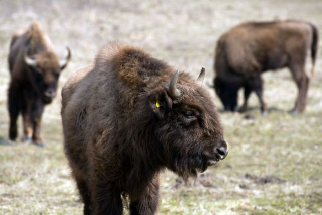 Primeiro bisão selvagem a aparecer na Alemanha em 250 anos foi baleado por caçadores