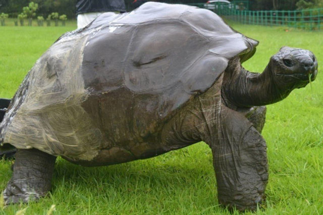 Jonathan, a tartaruga de 190 anos, foi fotografada em 1886
