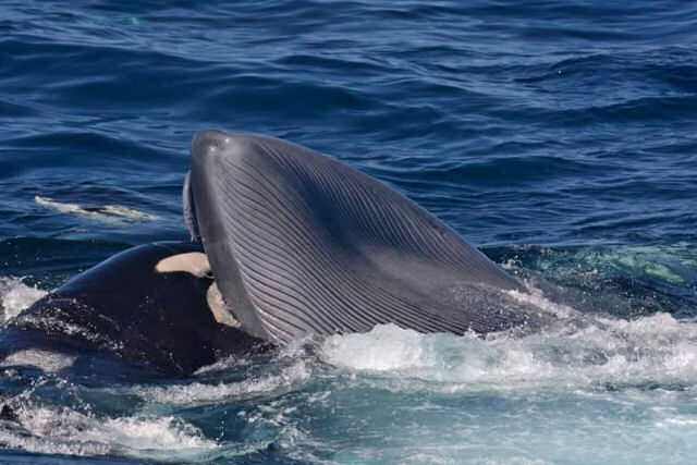 Pesquisadores documentam pela primeira vez orcas caçando o maior animal do mundo