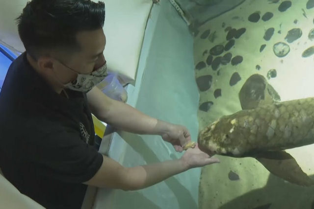 Como cuidar de um dos peixes de aquário mais antigos do mundo?