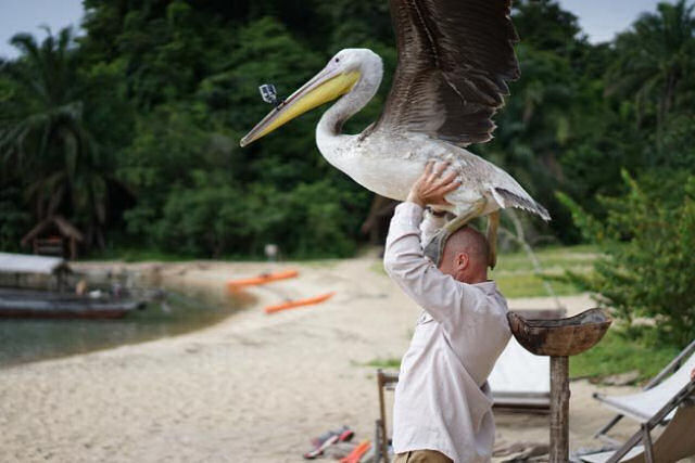 Vdeo incrvel de um pelicano aprendendo a voar far voc se sentir vivo