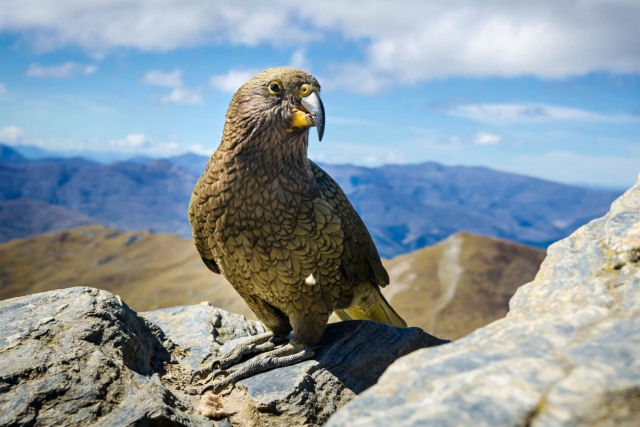 Papagaio rouba GoPro e filma vista panormica do Parque Nacional da Nova Zelndia