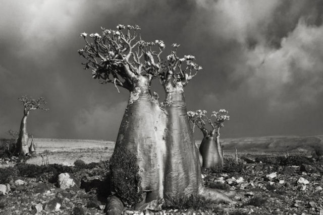 Fotos P&B mostram a população cada vez menor de antigos baobás de Madagascar