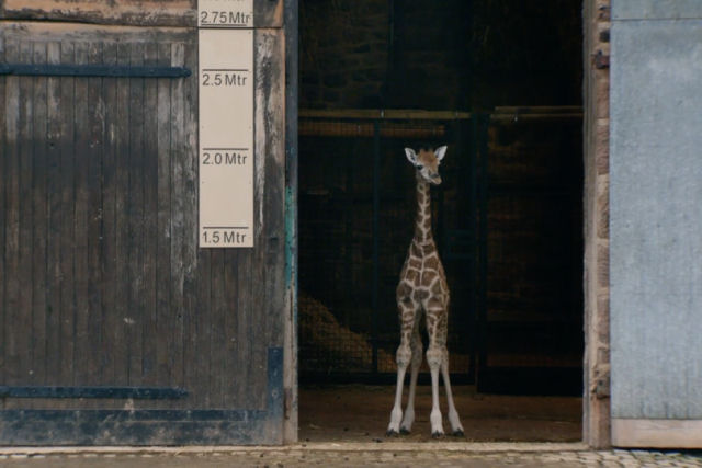 É estressante ver uma pequena girafa correr pela primeira vez