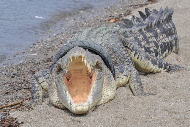 Indonésio liberta um crocodilo que há seis anos tem um pneu ao redor do pescoço