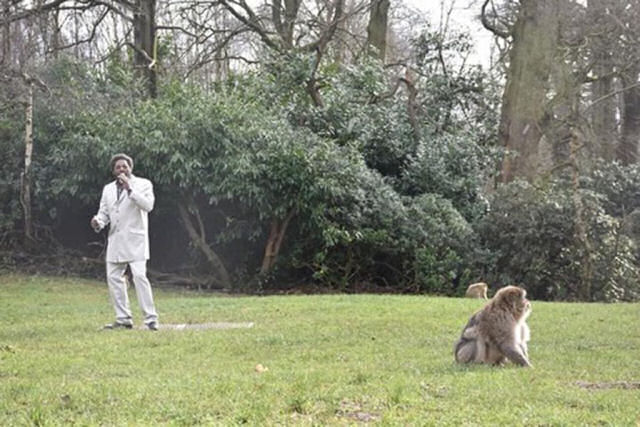 Zoo contrata imitador de Marvin Gaye para ajudar macacos ameaçados de extinção