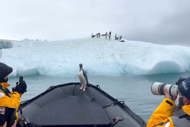 Pequeno Pinguim faz passeio de barco aps escapar de uma foca-leopardo