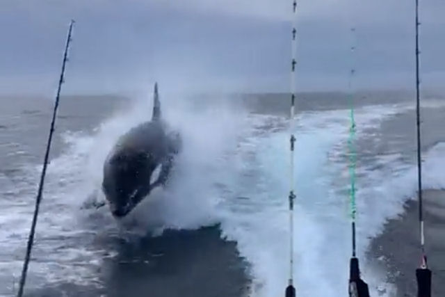 Turistas são surpreendidos ao serem perseguidos por uma enorme orca na costa de Sinaloa, no México