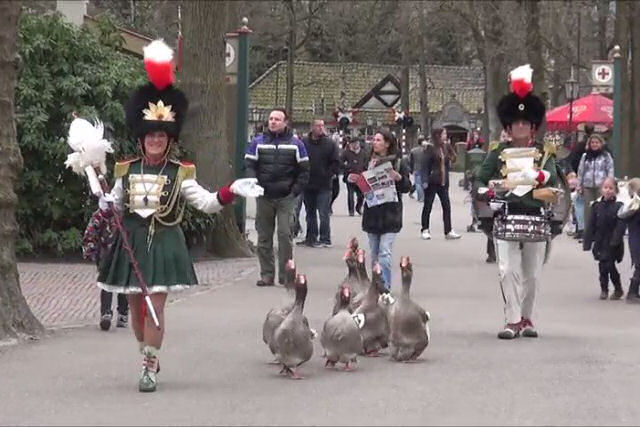 Bando de gansos marcha em um desfile dinamarquês