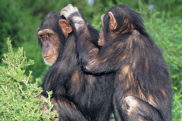 Chimpanzés parecem usar insetos para tratar suas feridas