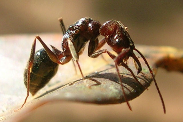 Algumas formigas tem cheiro de chocolate
