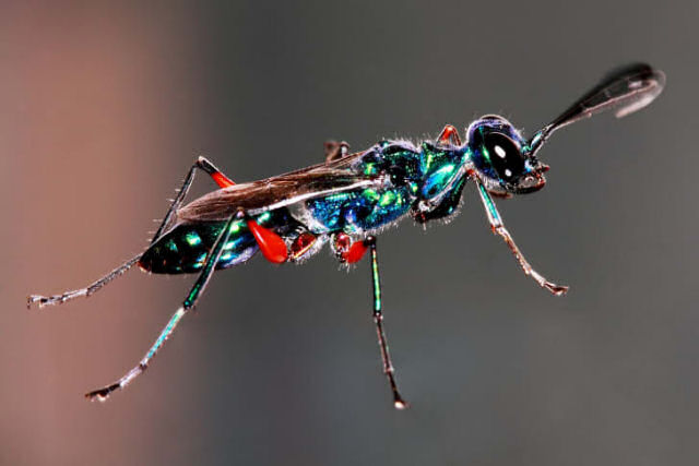 Vespa-jóia, a vespa que conduz baratas ao seu próprio ninho