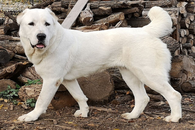Alabai, o cão gigante do Turcomenistão que esmaga-lobos