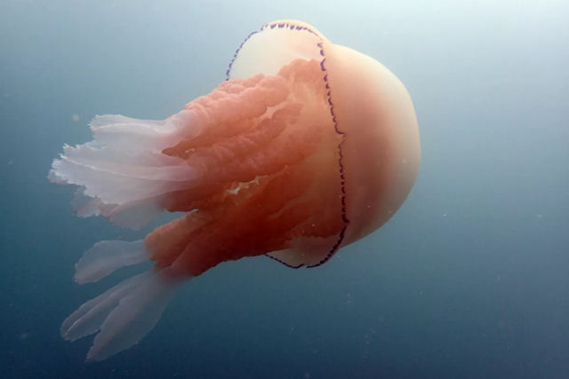 Biólogos gravam uma água-viva-gigante de tamanho humano