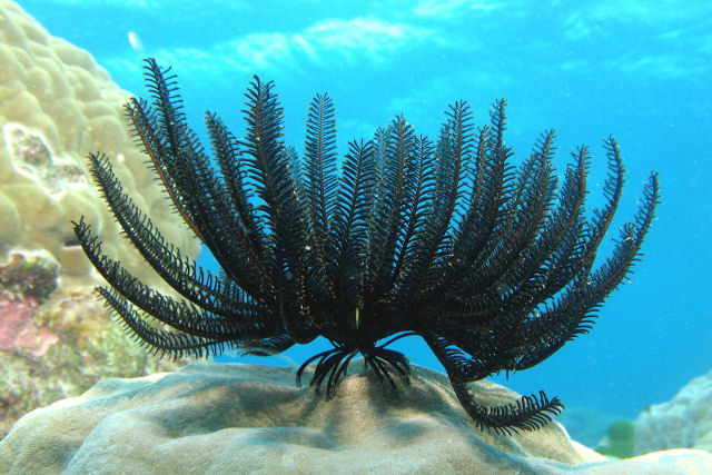 A fantástica beleza dos lírios-do-mar