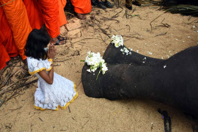 Elefante mais sagrado do Sri Lanka será empalhado e exposto após morrer aos 68 anos