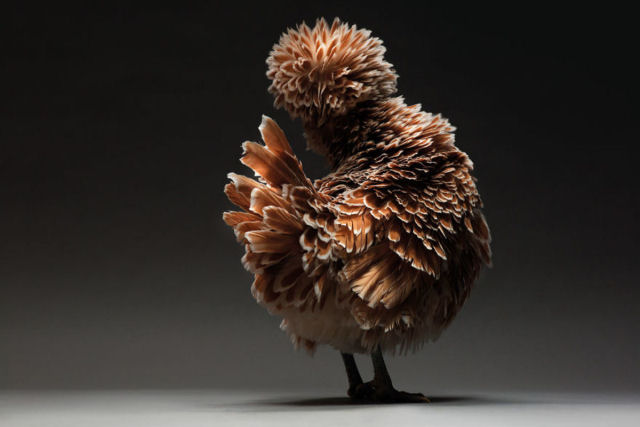 As elegantes fotos de galos e galinhas de um fotógrafo holandês