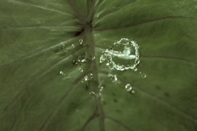 David Attenborough testa uma extraordinária planta à prova d'água
